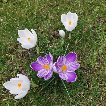 Accommodatie bij particulieren Goscinne Centrum Brzozowa 14 *