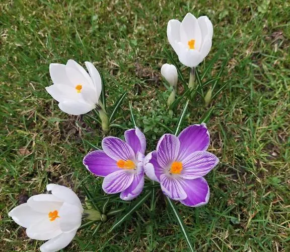 民宿 Goscinne Centrum Brzozowa 14 *